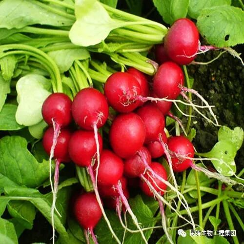 复合微生物菌剂厂家直销