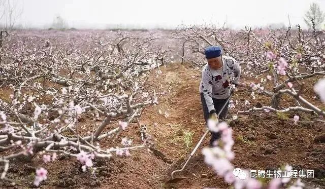 复合微生物有机菌肥厂家直销
