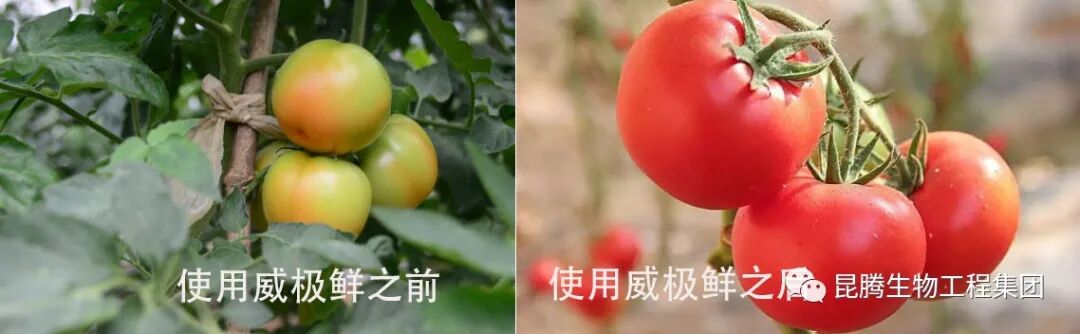 复合微生物菌剂厂家直销