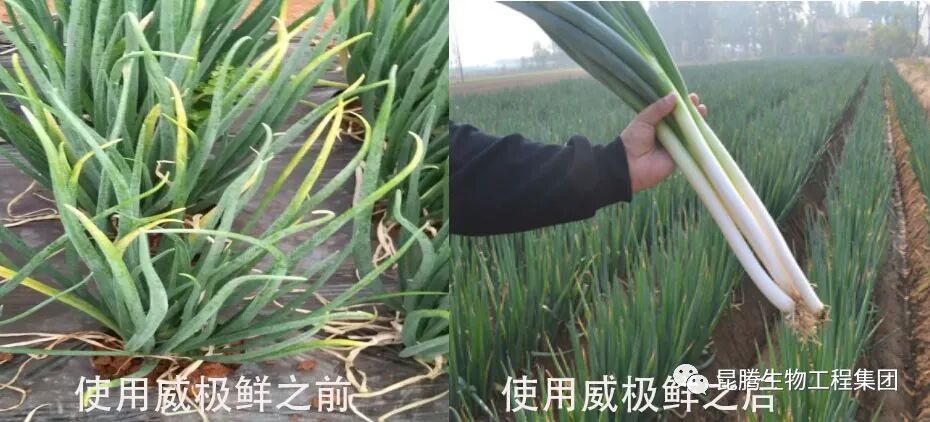 复合微生物菌剂厂家直销