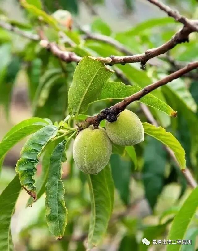 复合微生物有机菌肥厂家直销