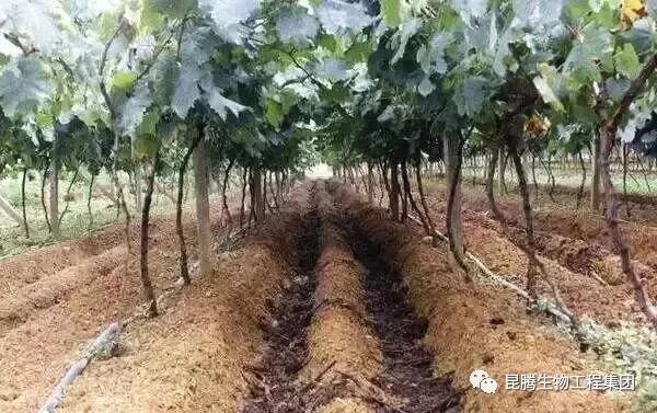 有机肥 菌肥 微生物菌肥 微生物菌剂