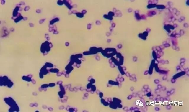 复合微生物菌剂厂家直销