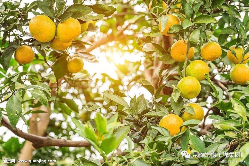 复合微生物菌剂厂家直销