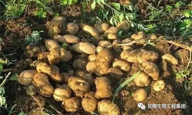 复合微生物有机菌肥厂家直销