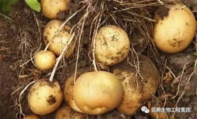 复合微生物有机菌肥厂家直销