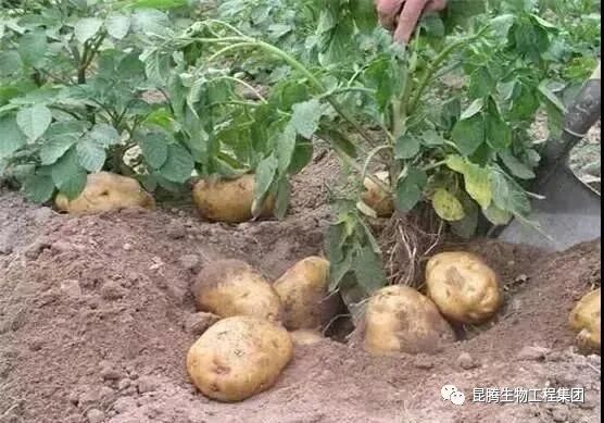 复合微生物有机菌肥厂家直销