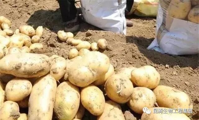 复合微生物有机菌肥厂家直销