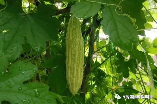 复合微生物菌剂厂家直销