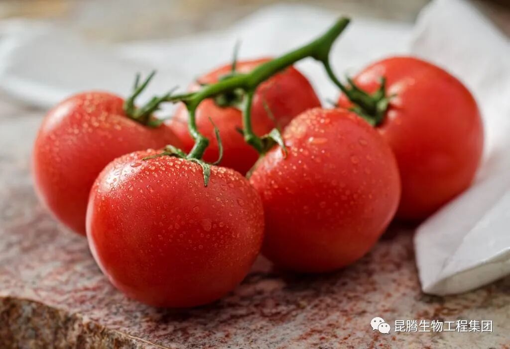 复合微生物菌剂厂家直销
