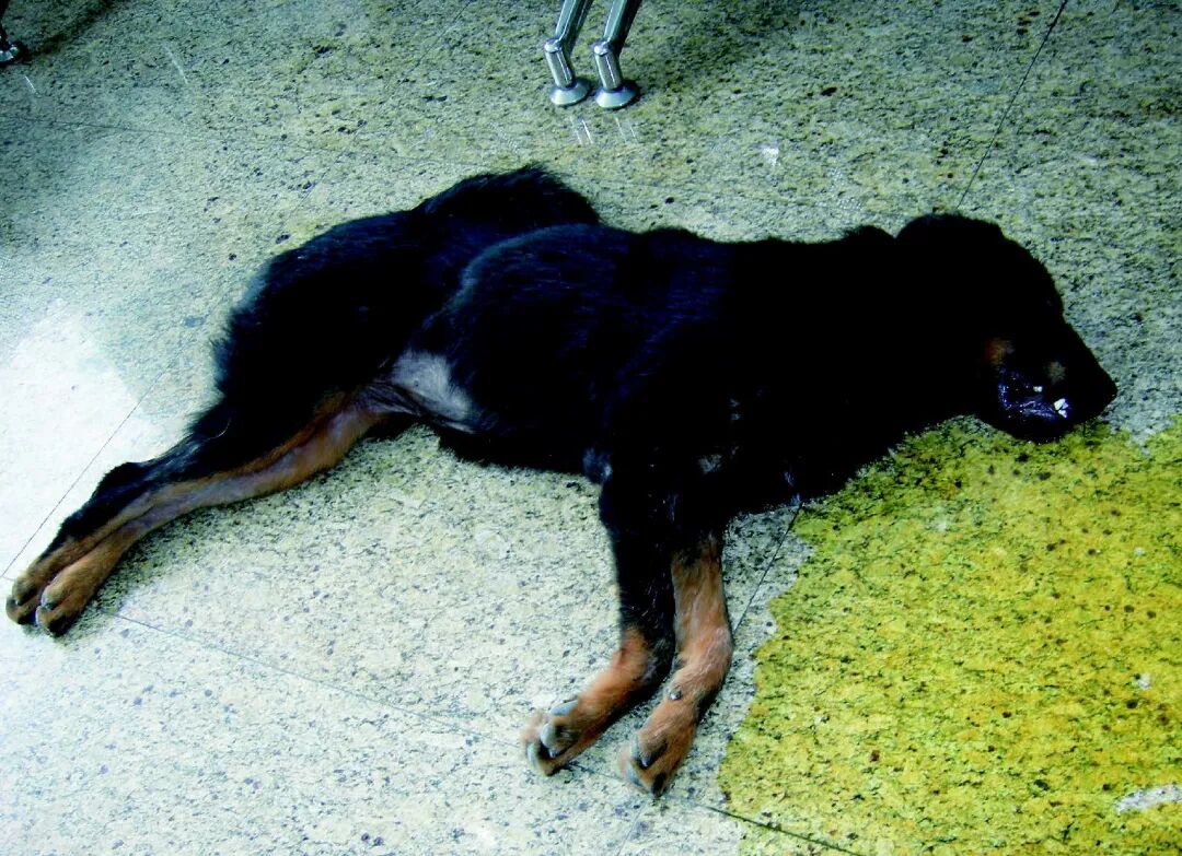 以呕吐为主的疾病类症鉴别 病症 维宠宠物导航网