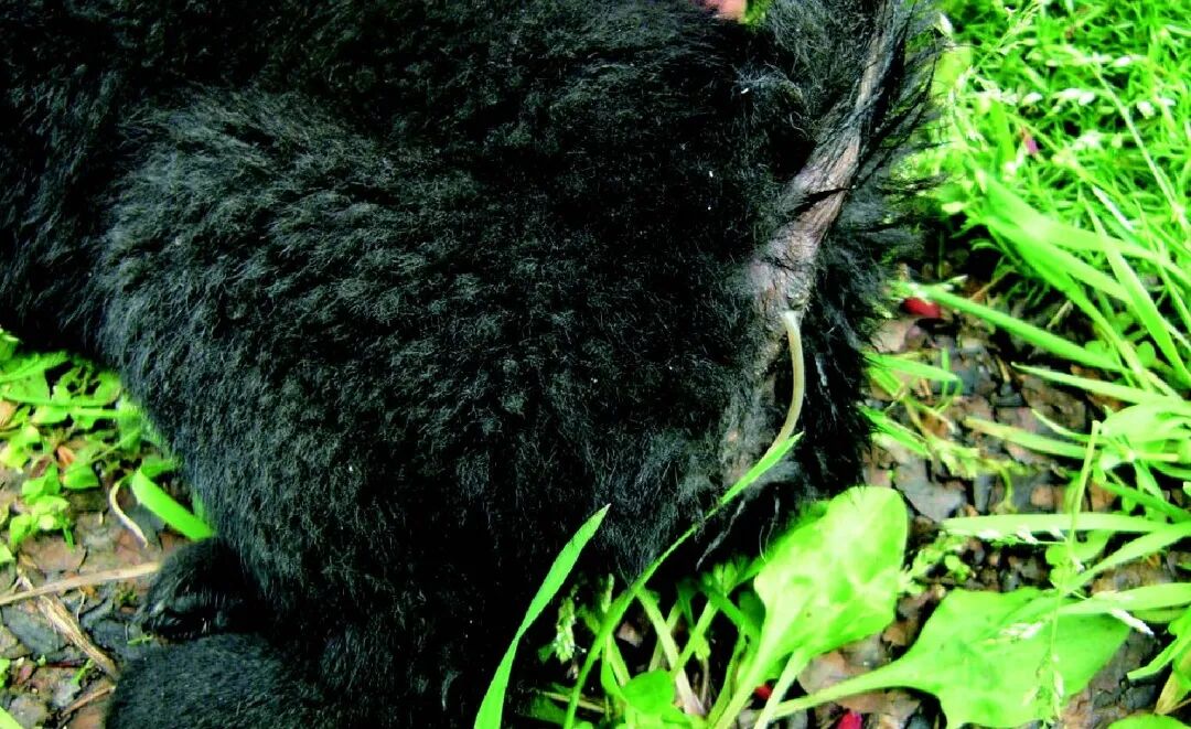 以呕吐为主的疾病类症鉴别 病症 维宠宠物导航网