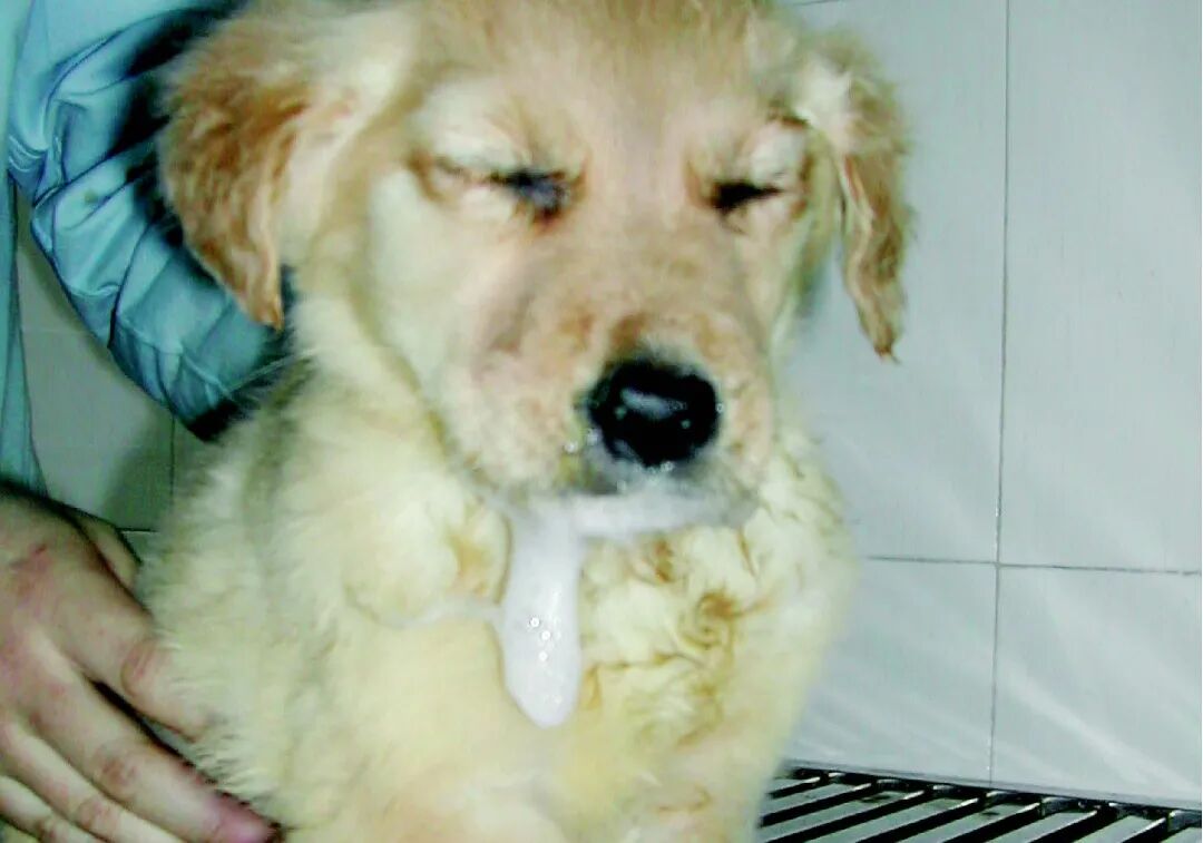 以呕吐为主的疾病类症鉴别 病症 维宠宠物导航网