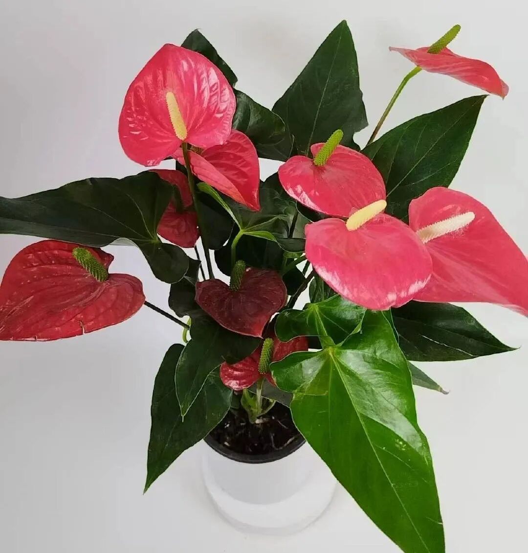 红掌的风水寓意_红掌寓意及花语_红掌寓意什么