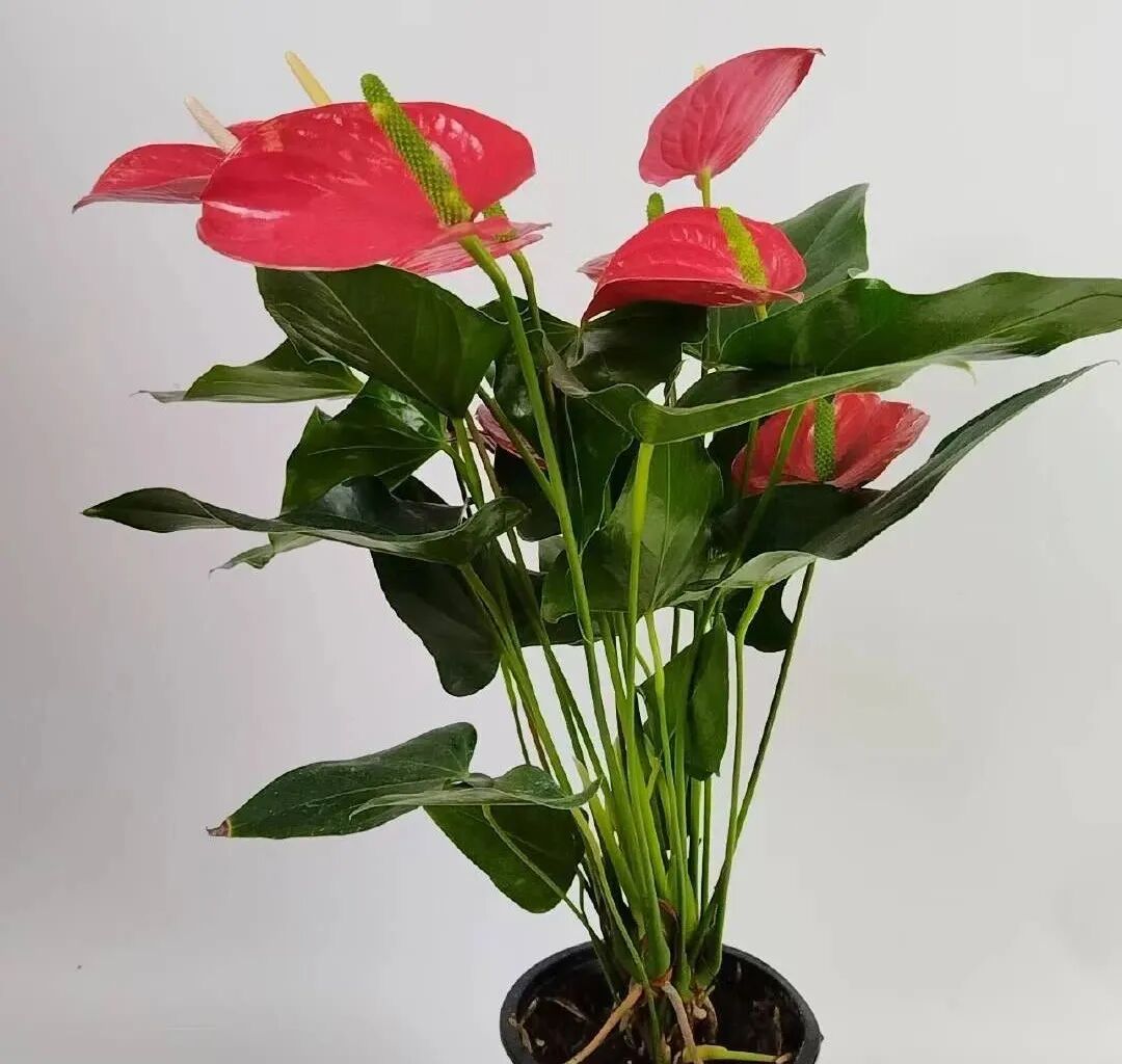 红掌的风水寓意_红掌寓意什么_红掌寓意及花语