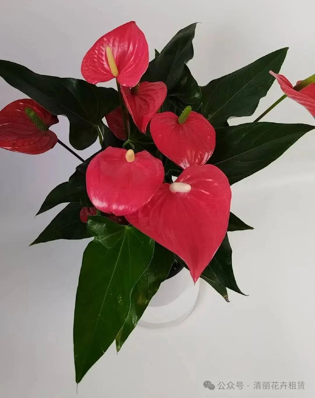 红掌的风水寓意-上海办公室选择红掌作为装饰植物是非常正确的