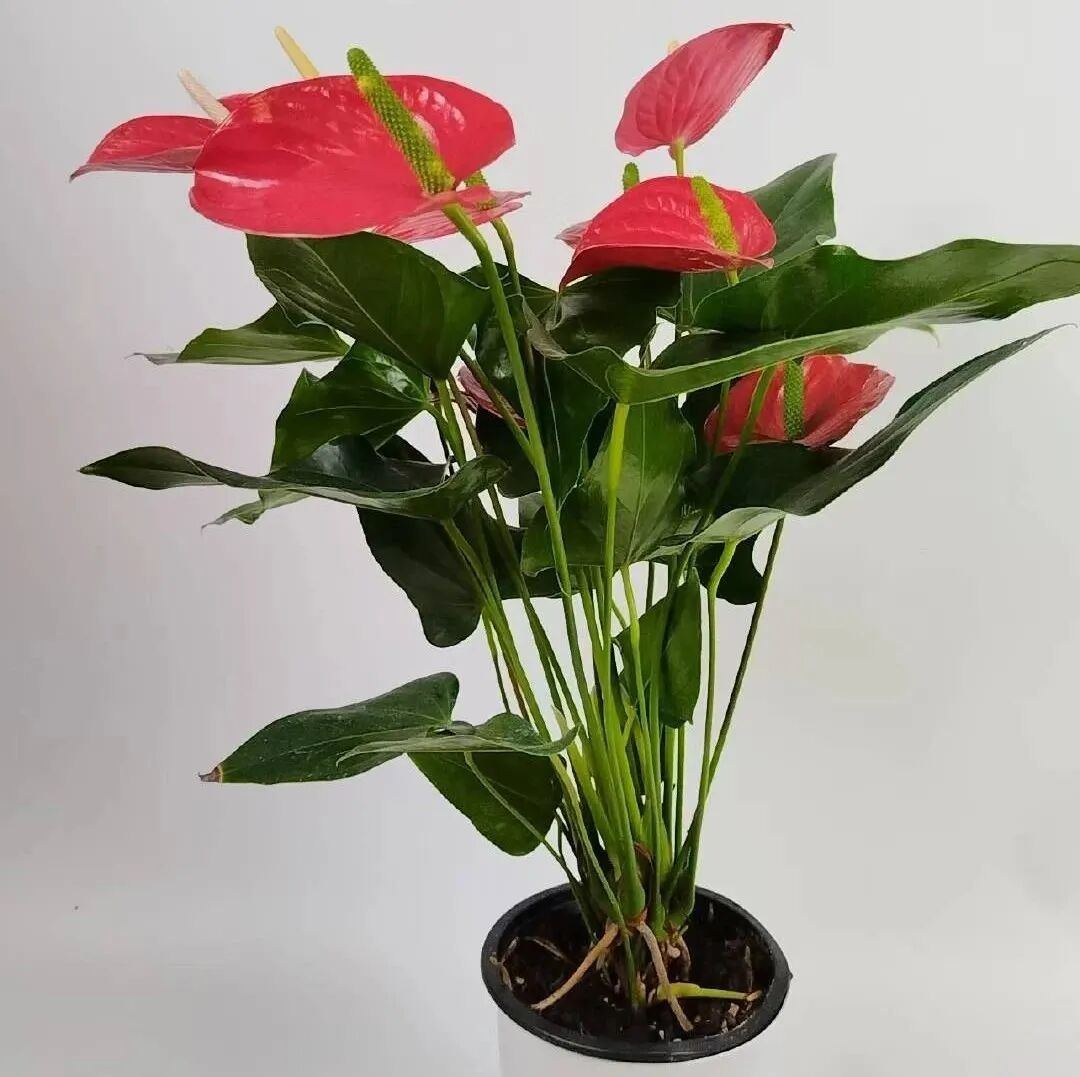 红掌的风水寓意_红掌寓意及花语_红掌寓意什么