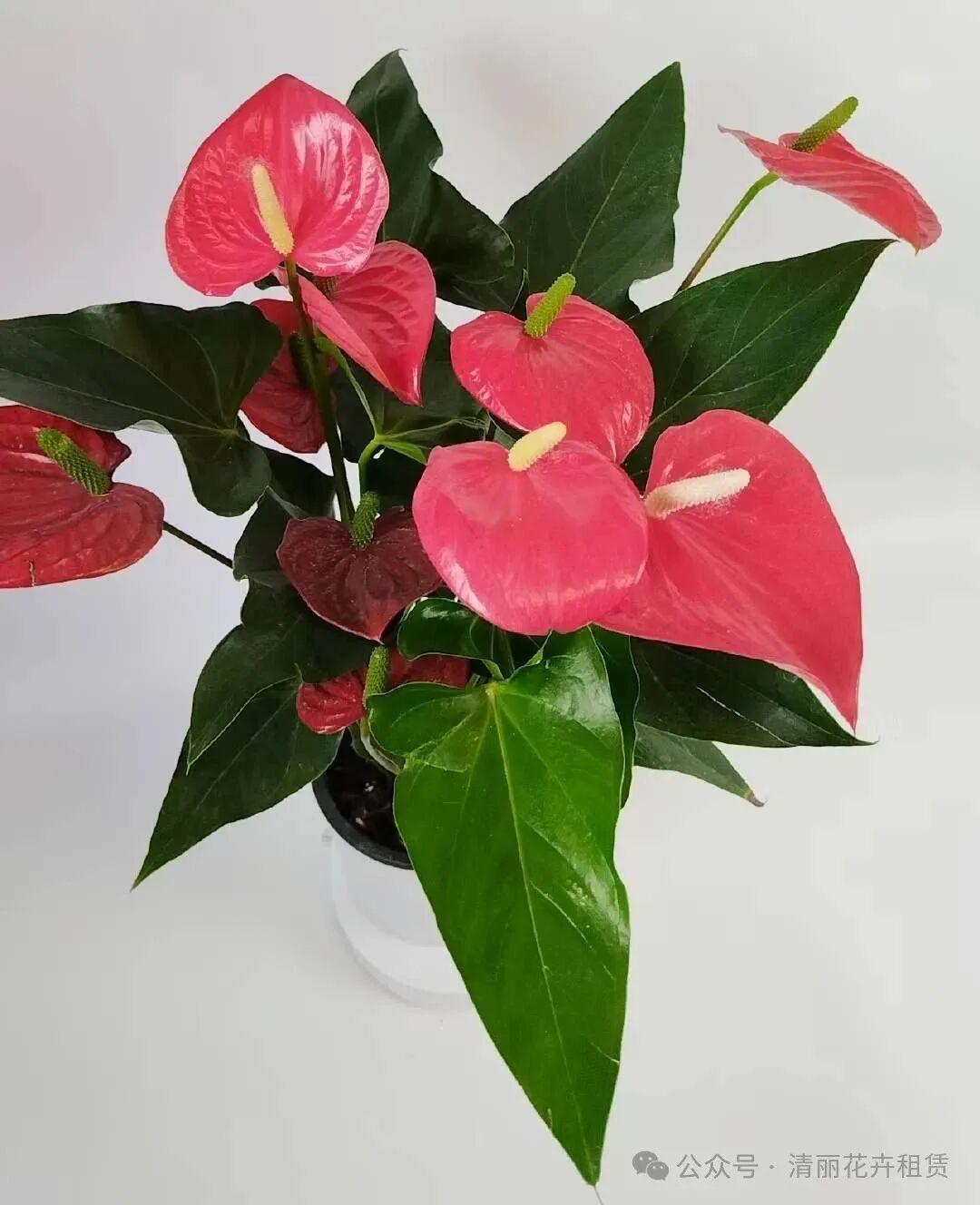 红掌的风水寓意_红掌寓意及花语_红掌寓意什么