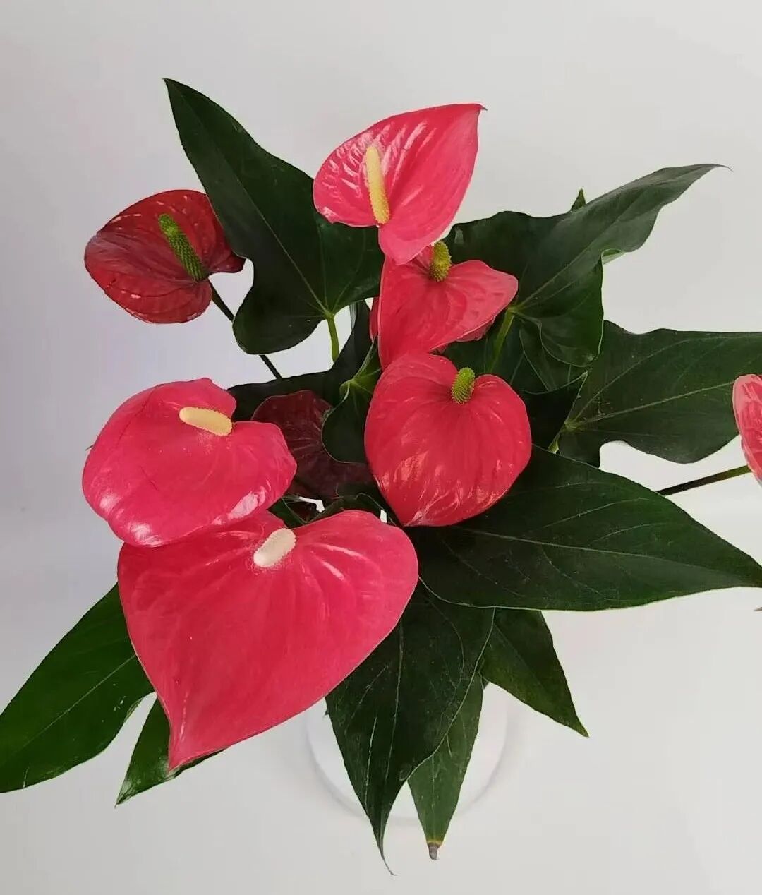 红掌寓意及花语_红掌的风水寓意_红掌寓意什么