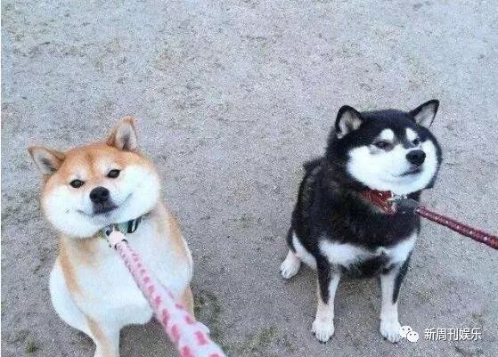 戏精 柴犬在线演绎教科书级演技 主人 爱上一条不愿回家的狗 新周刊娱乐 微信公众号文章阅读 Wemp