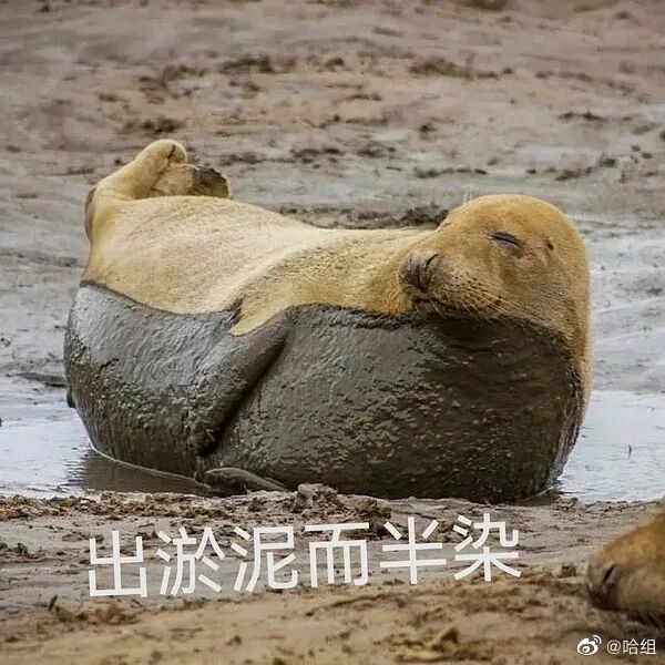 【爆笑】“向佐郭碧婷官宣二胎怀男孩？”网友羡慕：这次会奖励几个亿啊！？（组图） - 29
