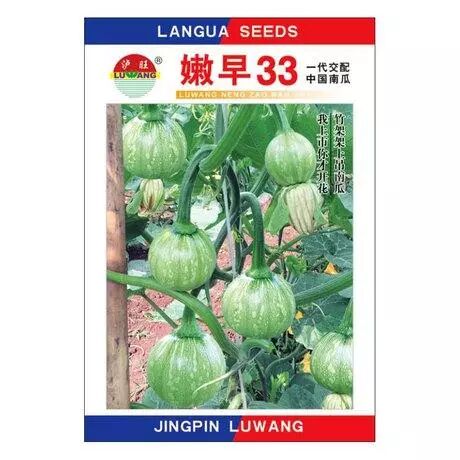 一串玲南瓜品种一串玲南瓜亩产多少嫩早33南瓜种子 咱村那些事儿 微信公众号文章阅读 Wemp