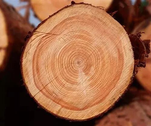 【告白篇】当木头这样跟你表白，你会怎么...