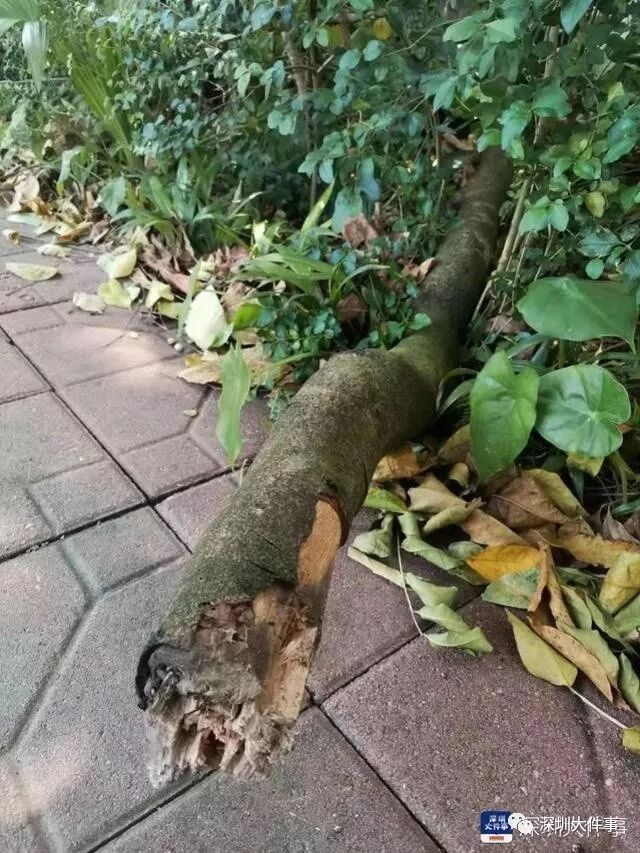 7�׳���֦ͻȻ׹�� ��������һ�ﳵ����ͷ��������