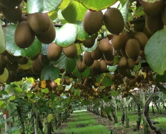 新西兰水果丰收！急缺采摘工人！移民局建议“把工资开高点”！