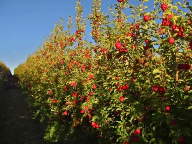 新西兰水果丰收！急缺采摘工人！移民局建议“把工资开高点”！