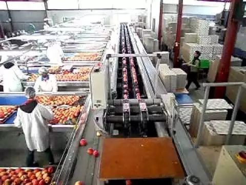 新西兰水果丰收！急缺采摘工人！移民局建议“把工资开高点”！