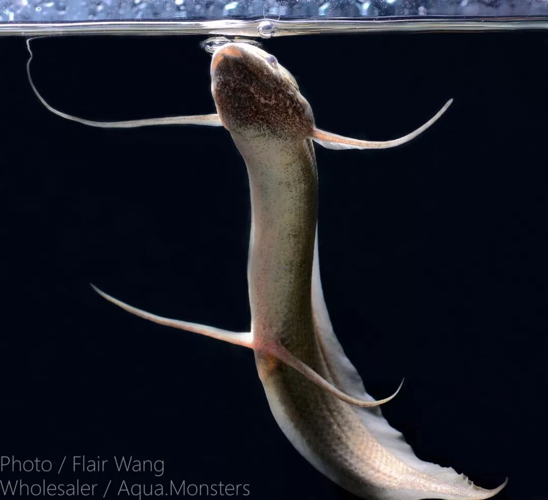 优雅的水中芭蕾舞者 侏儒肺鱼 Ifish水族观赏鱼 微信公众号文章阅读 Wemp