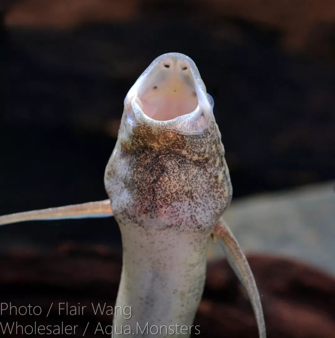 优雅的水中芭蕾舞者 侏儒肺鱼 Ifish水族观赏鱼 微信公众号文章阅读 Wemp