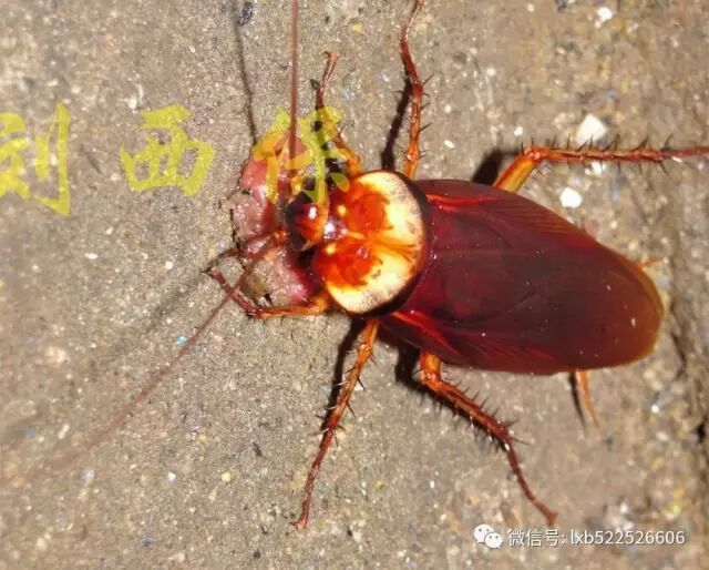 爆啃同类 新闻中心 潍坊灭蟑 潍坊灭鼠 潍坊灭四害