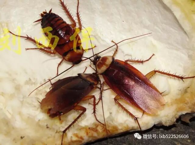 爆啃同类 新闻中心 潍坊灭蟑 潍坊灭鼠 潍坊灭四害