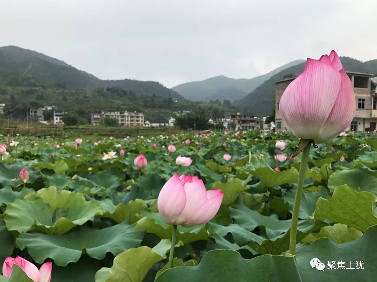 上犹园村藏着如此美丽的荷花惊艳全城