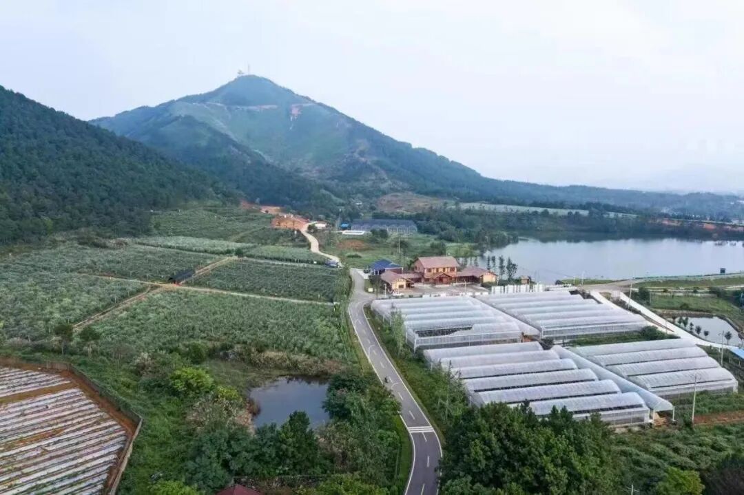 地理标志产品"怀宁蓝莓"成为乡村振兴新引擎