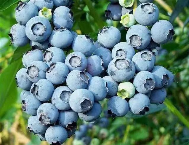 地理标志产品怀宁蓝莓成为乡村振兴新引擎