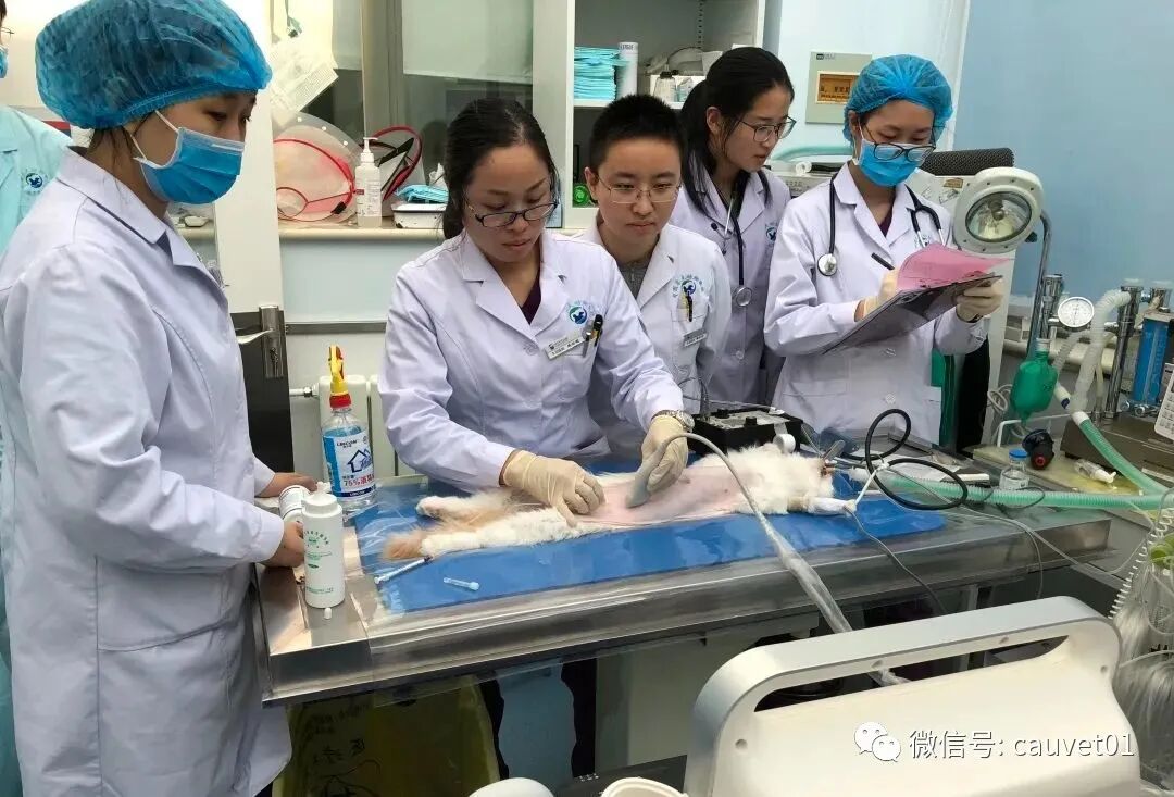 动物怎么麻醉麻醉时，毛孩子是怎么“睡着”又“醒来”的？_https://www.jmylbn.com_新闻资讯_第10张