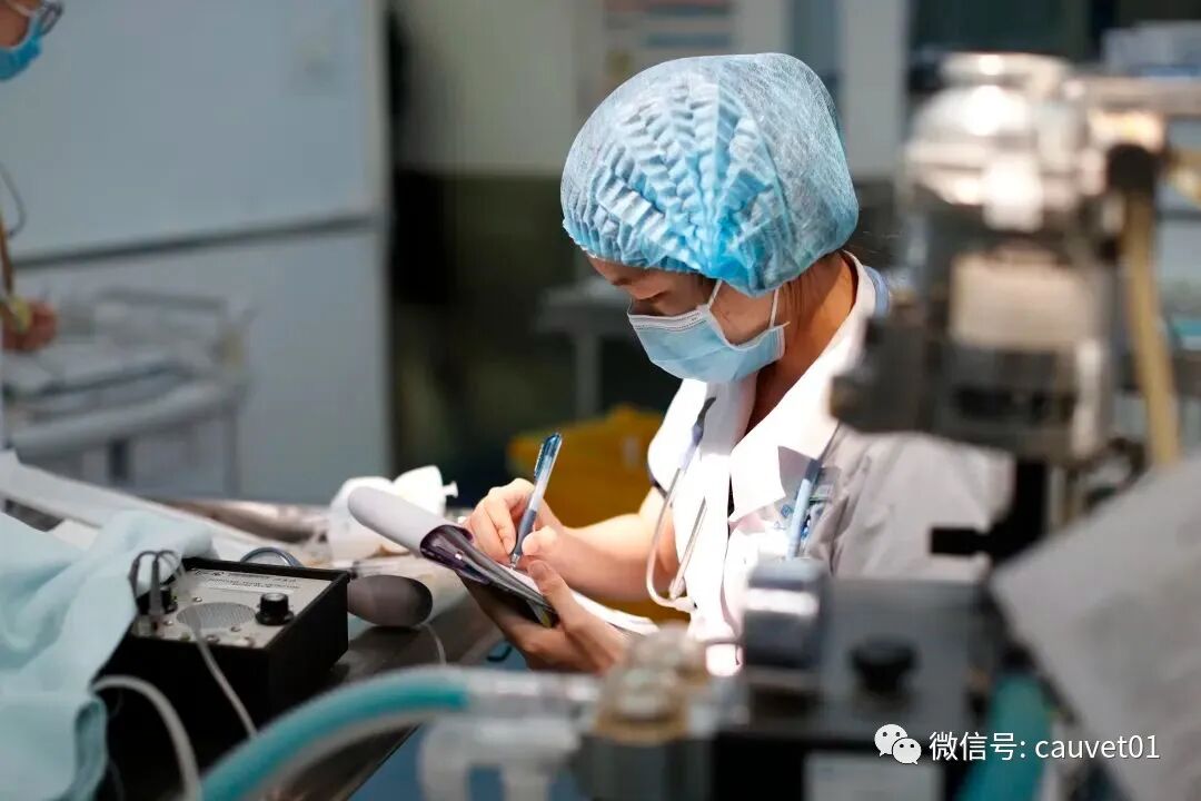 动物怎么麻醉麻醉时，毛孩子是怎么“睡着”又“醒来”的？_https://www.jmylbn.com_新闻资讯_第11张