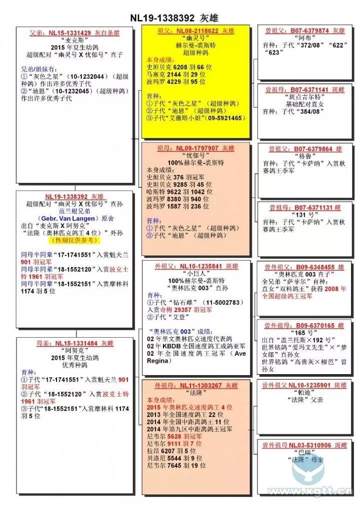 荷兰范兰根兄弟 基础种鸽 系列幼鸽原棚拍卖 欧洲赛鸽 微信公众号文章阅读 Wemp