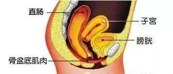 盆底肌如此重要，很多人竟然还不知道！