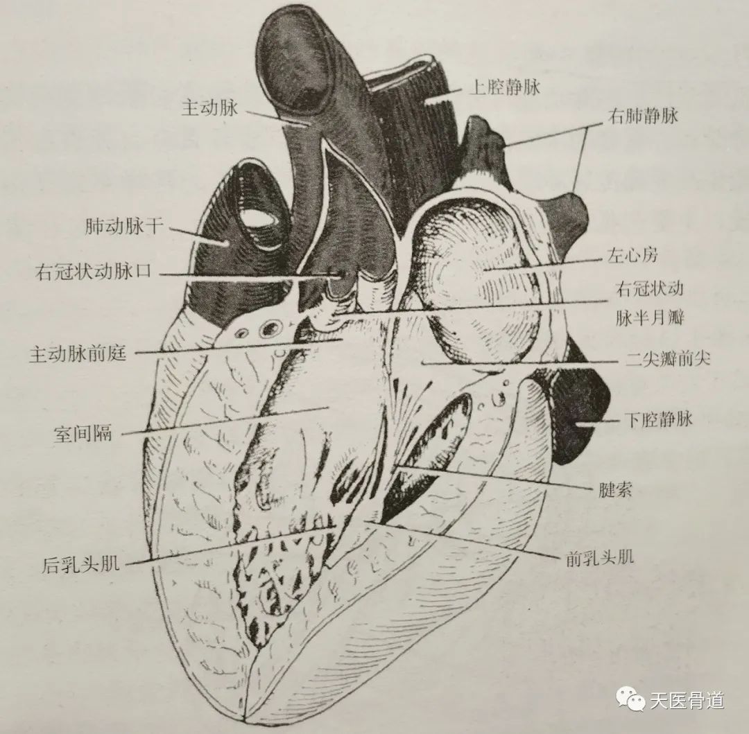 4.左心室 左心室大部分于右心室的左后下方，其左前下部构成心尖。左心室