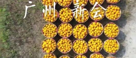 陈皮＝橘皮?很多人都喝错了！功效都不一样！