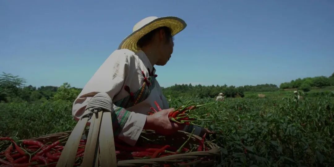 周黑鸭联手两大辣椒巨头，要搞“定制辣椒”！