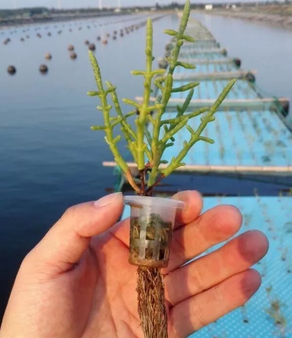 "植物海鲜"西洋海笋 营养价值高养殖效益好