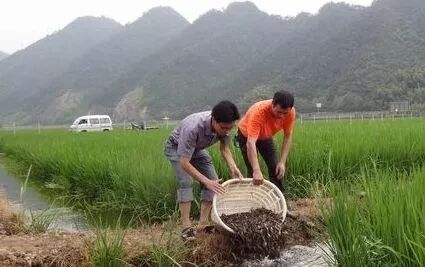 小龙虾一亩净赚三千元？这是共同的致富梦！