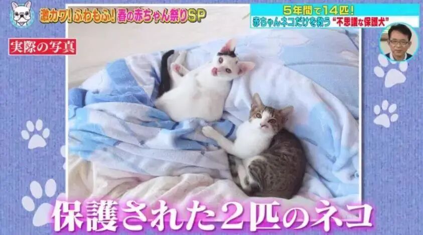 日本治愈柴犬 不爱狗伴侣 只爱猫 它4年捡回十几只猫 东京爱家园 微信公众号文章阅读 Wemp