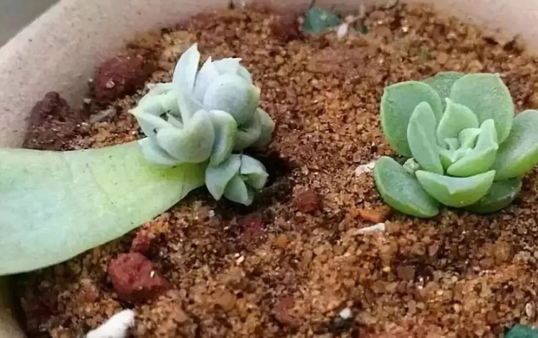 多肉植物叶插 扦插发根 神器 建议收藏 O2o景观汇 微信公众号文章阅读 Wemp