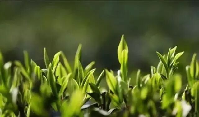 心静，方知茶之真味